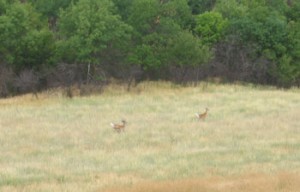 Deer bounding through a meadow.