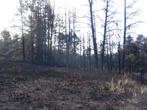 Dog hair thickets of trees after the fire