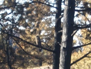 Owl in tree