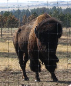 Male buffalo