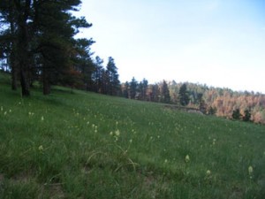 Green hillside with wildflowers.