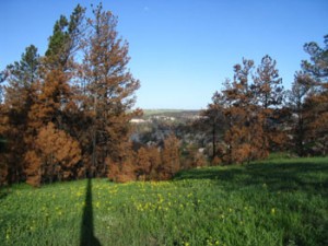 Lush green grass and burnt sienna trees.