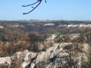 Canyon top with green grass and burned trees.