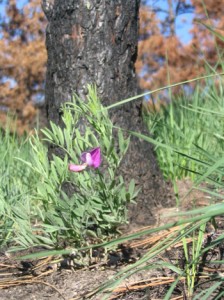 Wildflower with burned tree.