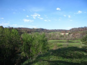 Green fields.