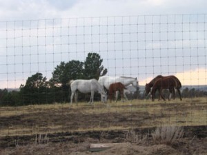 Wild Mustangs