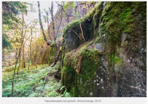 Selkie old growth forest