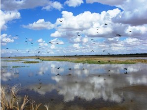 Colo River delta approximation