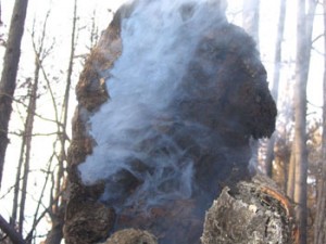 Smoke in tree