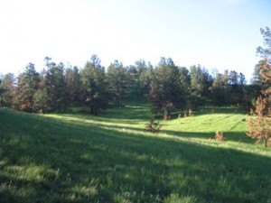 A green meadow with green trees.