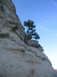 A pine tree grows out of a butte.