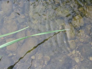 A beautiful blade of grass on clear water.