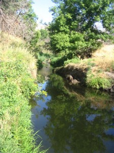 A beautiful, still creek in the canyon.