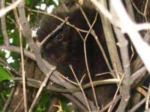 Porcupine in tree