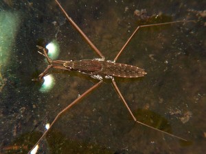 water strider