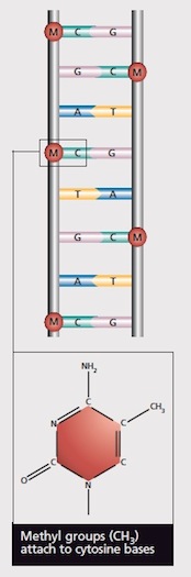 Figure 14. The body produces a cascade of biochemicals in response to trauma, the last of which is a Methyl group, CH3. Methyl groups tend to attach to the DNA molecule – here shown in an un-spiraled ladder form for ease of visualization. Methyl groups most commonly attach to a cytosine base of the DNA, so here you see a number of red circles with an “M” on each, for the Methyl group, attached to pale turquoise “rungs” of the DNA ladder shape that are marked “C” for cytosine. The presence of a methyl group on a DNA molecule blocks transcription at that point and turns off the gene that this part of the DNA makes up. (Diagram from ref. 18b)