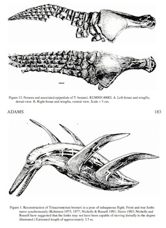 Figure 23. The preserved hydrofoil-shaped fin of a plesiosaur (top). Reconstruction of a swimming plesiosaur (bottom). (Both illustrations from ref. 25.)
