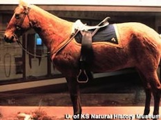 Figure 4. Mounted pelt or skin of “Comanche,” a US Cavalry horse ridden in the the attack of George Armstrong Custer’s 7th Cavalry troops on a Lakota and Cheyenne encampment at Greasy Grass or Little Big Horn on June 25, 1876. The exhibit is on display at the Museum of Natural History at the University of Kansas in Lawrence, Kansas. 