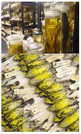 Figure 6. Whole specimens in jars of alcohol, and stuffed bird skins stored in specimen cabinets in a typical museum of natural history.