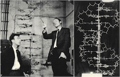 Figure 9. James Watson and Francis Crick’s model of the structure of DNA. Both scientists posed with a final model of DNA (left). The working model they used during their research process (right). Both images are from Ref. 13.