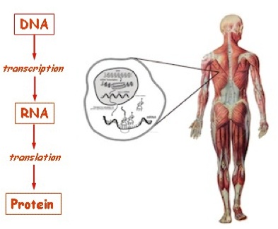  Figure 16. The Central Dogma describes the mechanism by which DNA controls the body and all its structures and functions. (Cell-level diagram from ref. 17. )