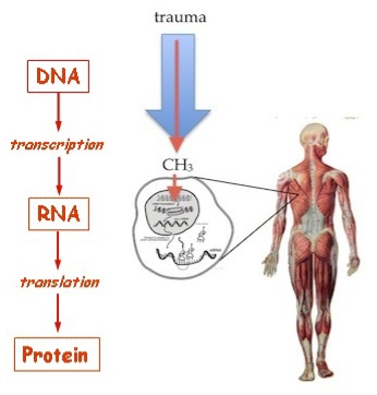 Figure 17. Epigenetics does not change The Central Dogma, but merely ads an on-ramp to it. The body’s biochemical response to trauma produces a Methyl group that attaches to DNA and blocks the process of transcription, thereby turning the gene “off”. (See Fig. 14.)