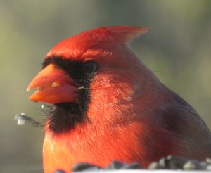tapestry institute red cardinal