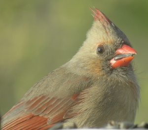 cardinal2