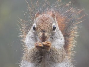 tapestry institute red squirrel