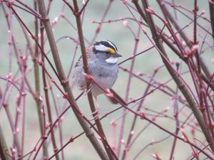 white_throated_sparrow1small